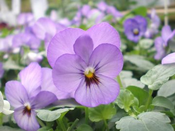 �ӂ����������