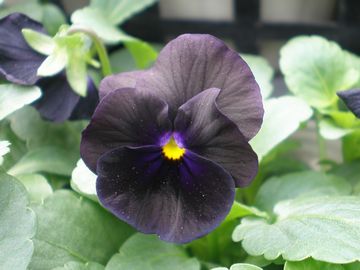 �u���b�N�f�B���C�g