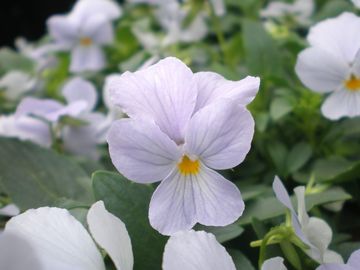 �w�u�����[�u���[