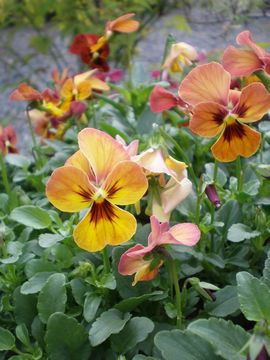 �}���S�[�A���e�B�[�N