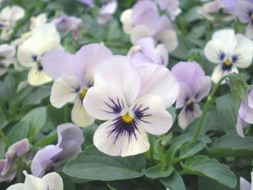 �݂�т�����