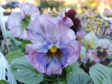 �r�I���@���H�[�O