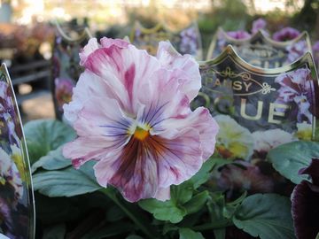 �r�I���@���H�[�O