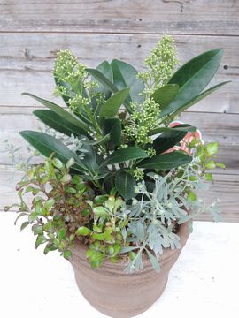 �V�L�~�A�@�񂹐A��