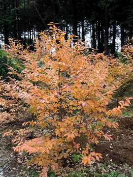 ���}�R�E�o�V