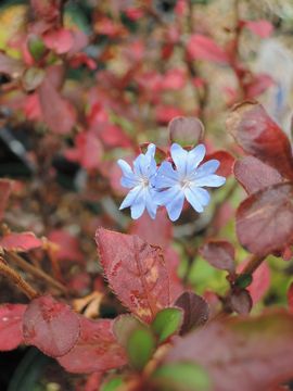 �����}�c�����h�L