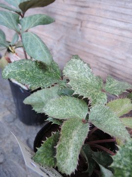 �p�V�t�B�b�N�t���X�g