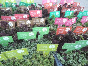 �N���[�o�[