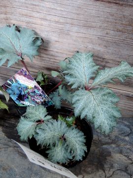 ASD�X�g���C��