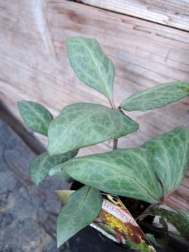 ���r�_�X�@�V���o�[���[�t