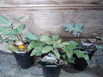 �N���X�}�X���[�Y