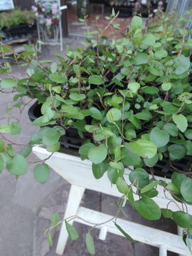 ���C���[�v�����c