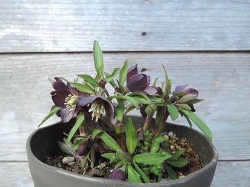 �N���A�`�N�X