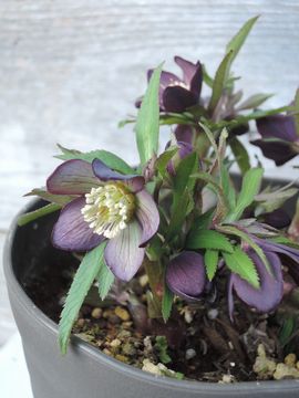 �N���A�`�N�X