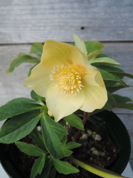 �S�[���h�l�N�^���[