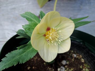 �S�[���h�l�N�^���[