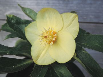 �S�[���h�l�N�^���[