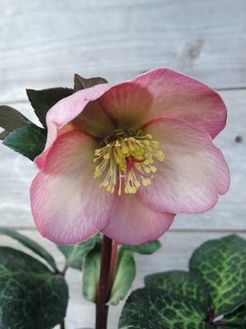 �y�j�[�Y�s���N