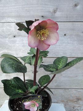 �y�j�[�Y�s���N