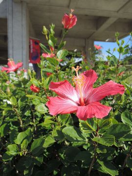 �n�C�r�X�J�X