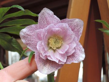 �s���N�@�X�|�b�g