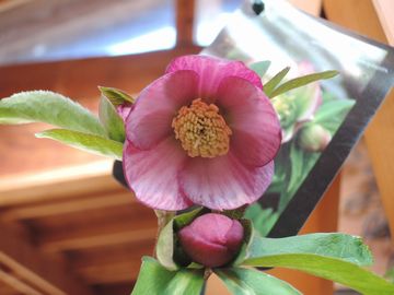 �E�B���^�[�V���t�H�j�[