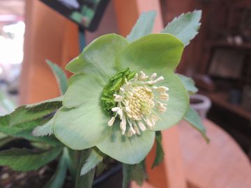 �E�B���^�[�V���t�H�j�[