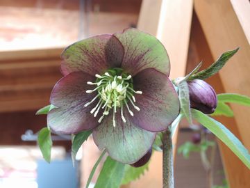 �E�B���^�[�V���t�H�j�[