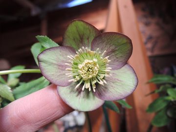 �E�B���^�[�V���t�H�j�[