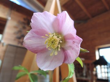 �E�B���^�[�V���t�H�j�[