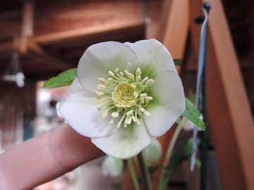 �E�B���^�[�V���t�H�j�[