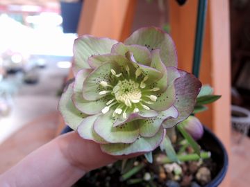 �E�B���^�[�V���t�H�j�[