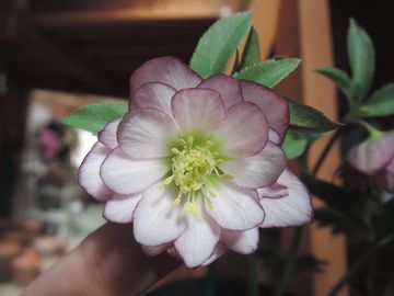 �E�B���^�[�V���t�H�j�[