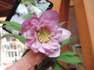 �E�B���^�[�V���t�H�j�[