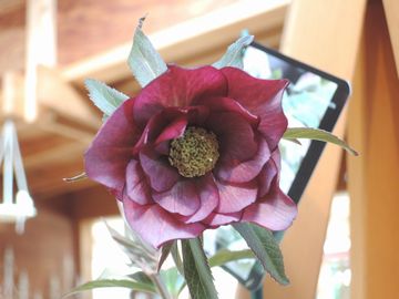 �E�B���^�[�V���t�H�j�[