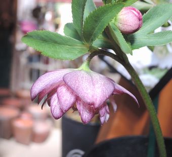 �E�B���^�[�V���t�H�j�[