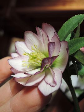 �E�B���^�[�V���t�H�j�[