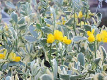 �R���j��