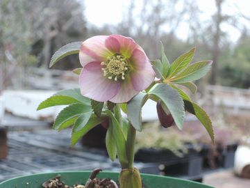 �v�`�h�[���@��