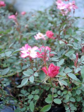 �~�j�o���@�݂���