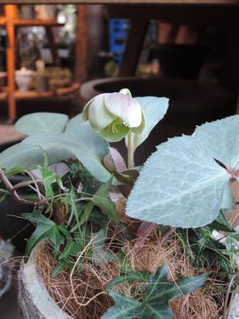 �V���o�[���[�t