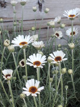 �A�t���J���A�C�Y