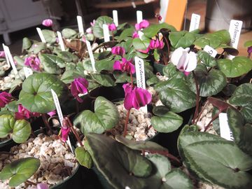 ����V�N������