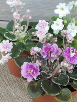 �Z���g�|�[���A