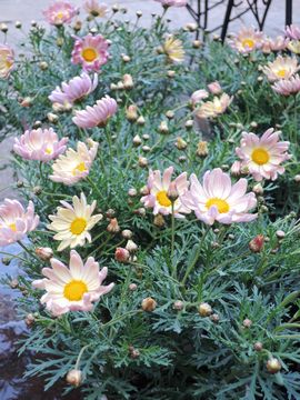 �}�[�K���b�g