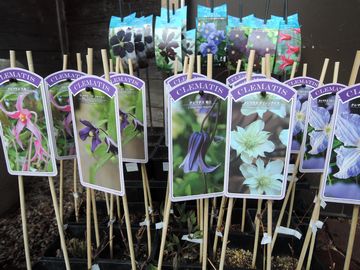 �N���}�`�X