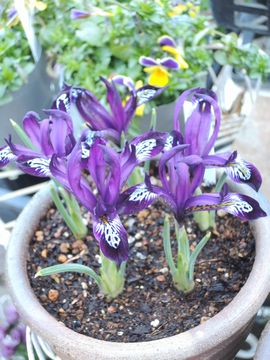 �|�E���C��