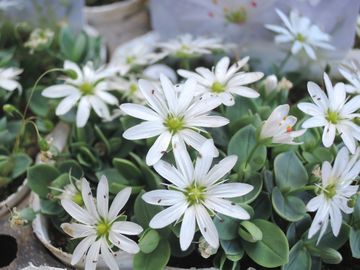 �V�R�^���n�R�x