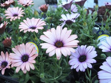 �I�X�e�I�X�y���}��