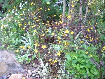 �J���X�o�j�K�i�@��